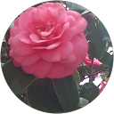Lisbeth Schmidt profile picture